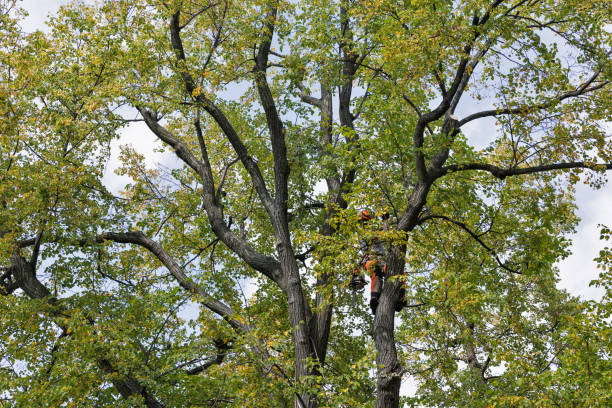 How Our Tree Care Process Works  in  La Puebla, NM